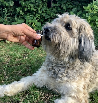 Consulta individualizada de aromaterapia