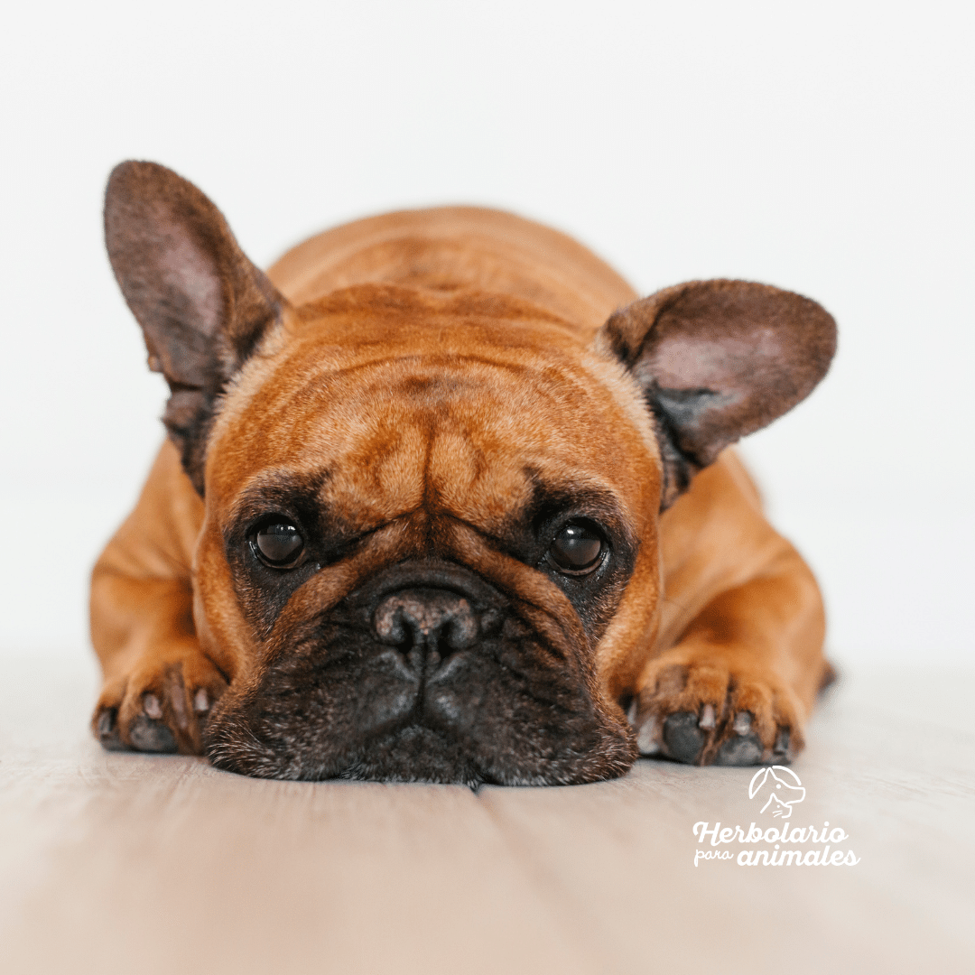 Fórmula de aceites esenciales para ronquidos de perros