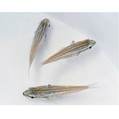 Ostorhinchus Margaritophorus