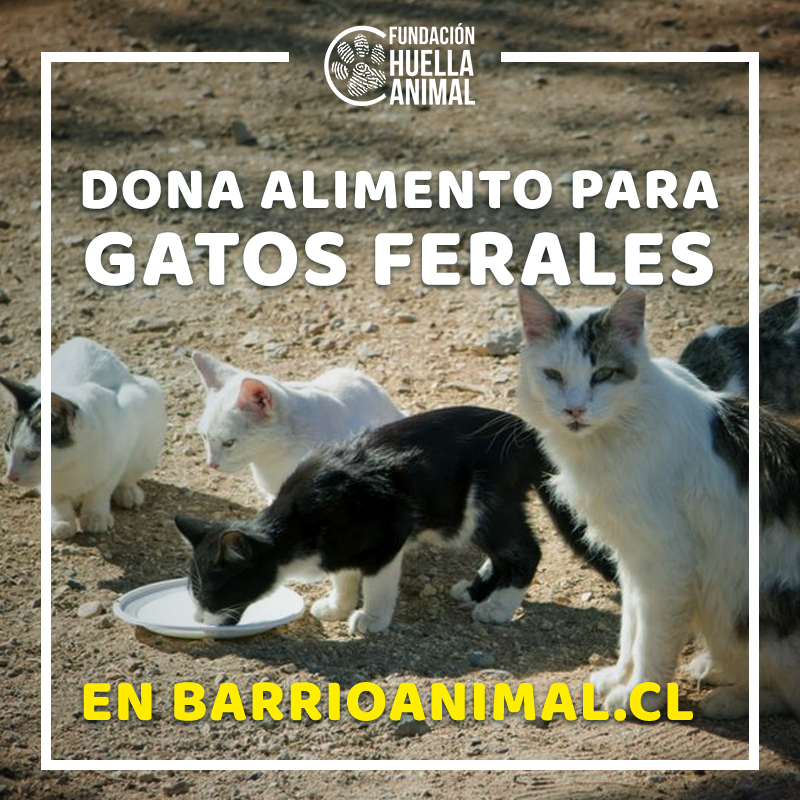 Dona 10 kg a gatitos ferales - Imagen 2
