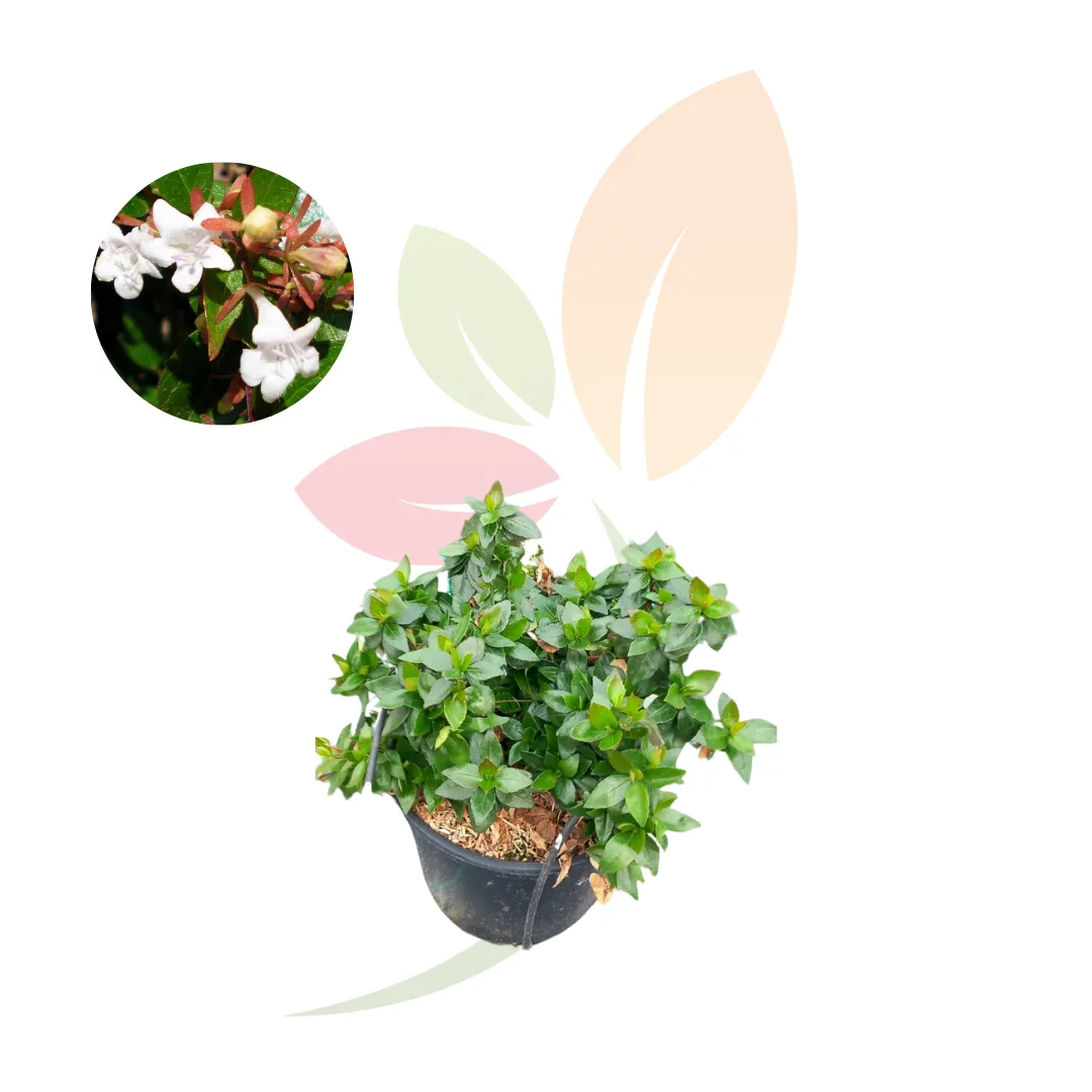 Abelia Grandiflora-2