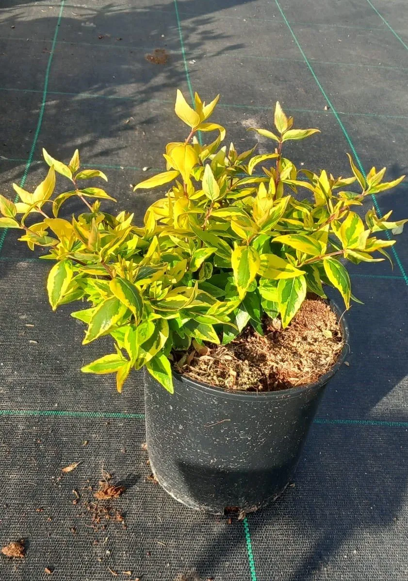 Abelia Grandiflora Kaleidoscope
