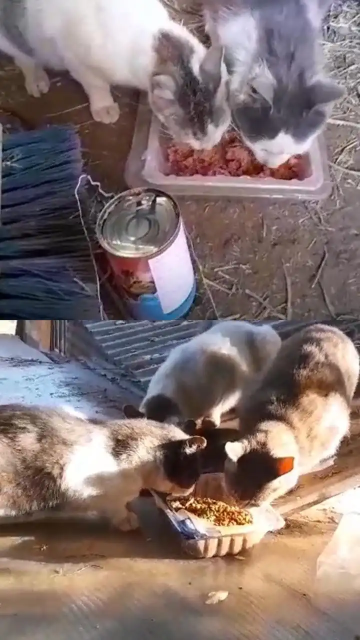 Dona 1 kilo a los gatitos del Cerro Barnechea