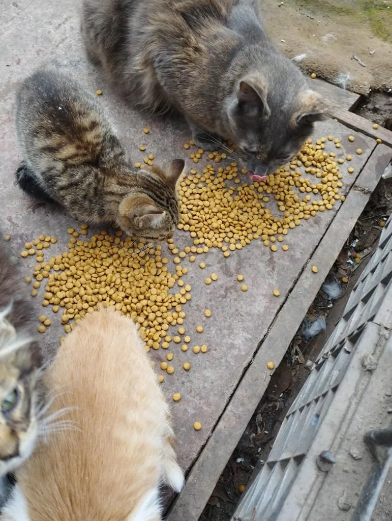 Dona 10 kg a gatitos ferales