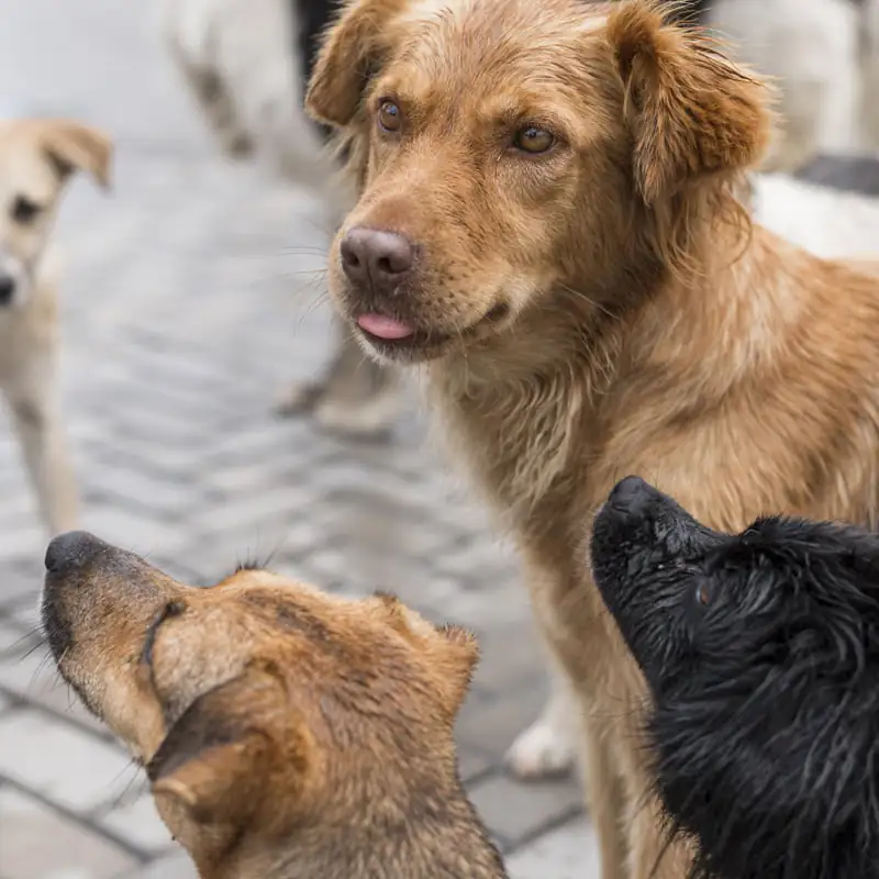 Dona 1 kilo a las rutas de alimento